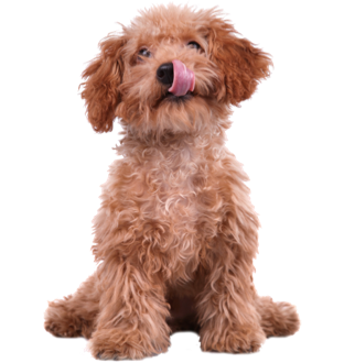 Cães