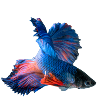 Peixes